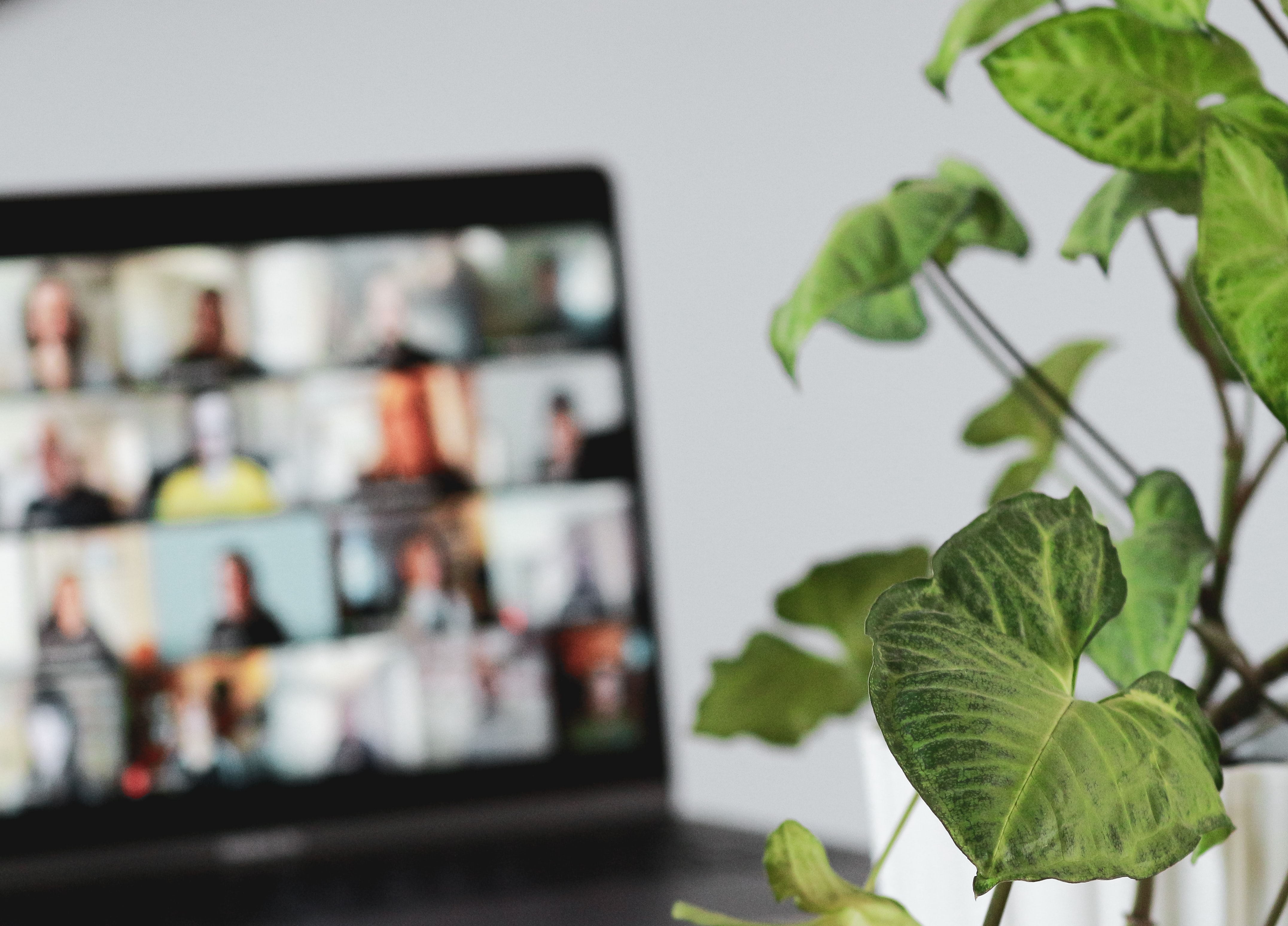 Laptop in background with a large group of profiles on the screen, green plant in focus at front